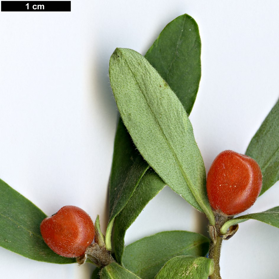 High resolution image: Family: Thymelaeaceae - Genus: Daphne - Taxon: alpina
